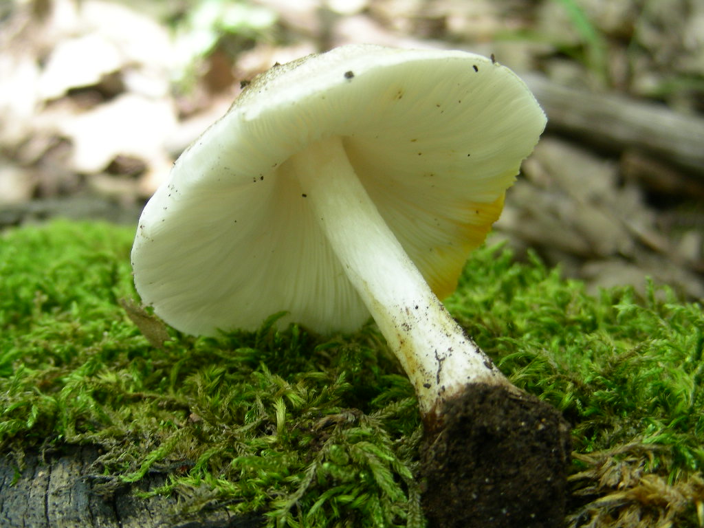 Pluteus petasatus !!!